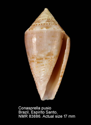 Conasprella pusio (3).jpg - Conasprella pusio (Hwass in Bruguière,1792)